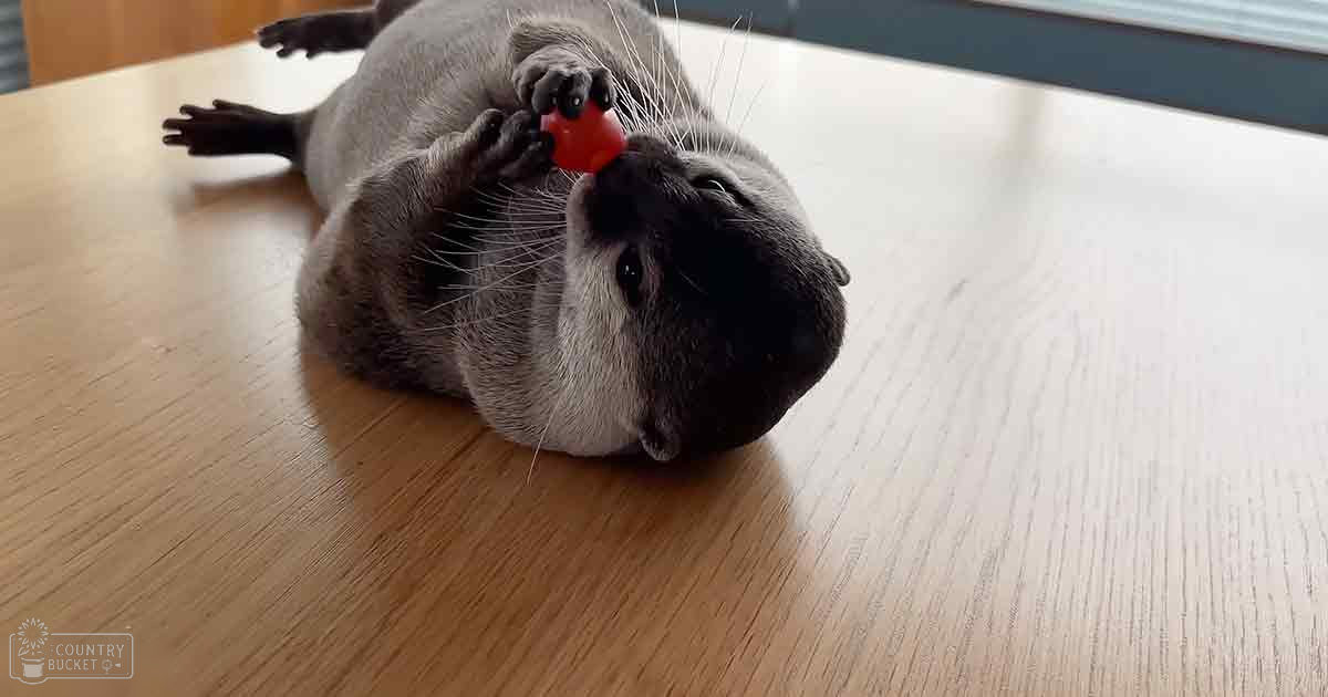 A gray adult otter with black markings around its eyes and nose, lying on a wooden surface indoors under natural light.