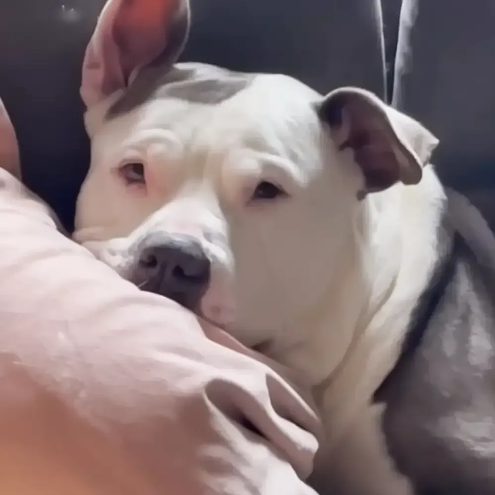 A white American Bulldog lying down indoors, dark background suggests evening lighting with shadows cast on its face, predominantly white fur with pinkish tones from bedding or clothing partially visible in the foreground.