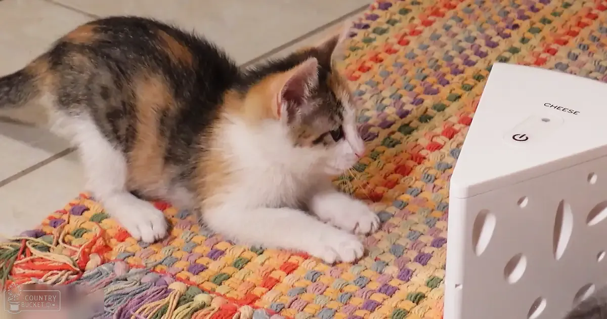 A calico kitten with black, orange, white markings sits indoors amidst a colorful rug and tiled floor under natural daylight.