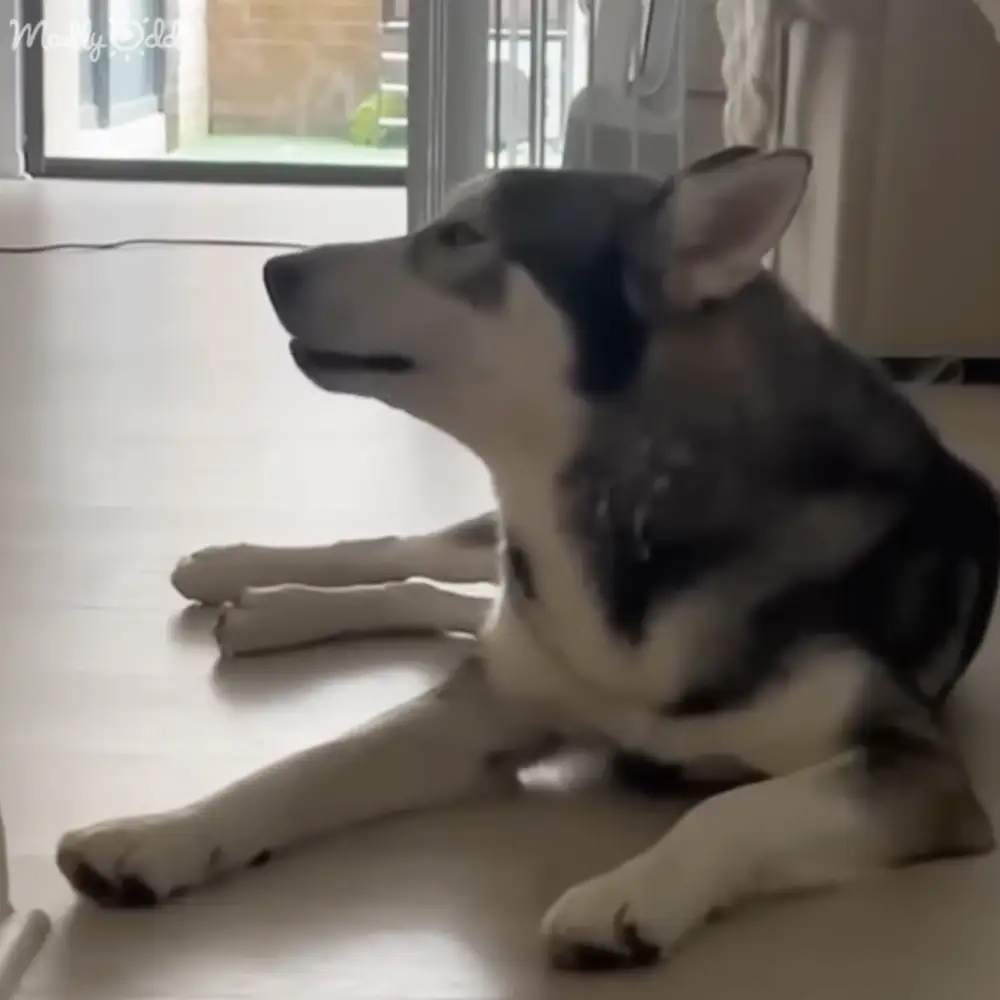A Siberian Husky with black and white fur stands indoors, with natural light filtering through curtains in a living room setting.