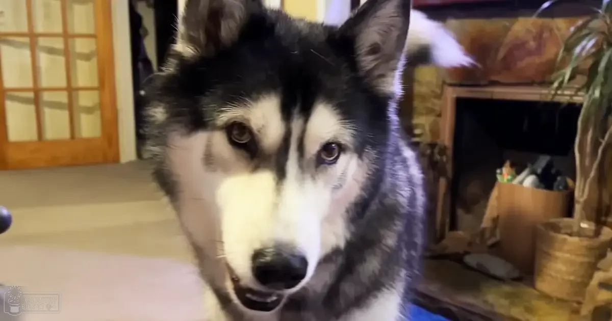 A husky with black and white fur stands indoors, surrounded by household items like a door with glass panels and shelves containing boxes.