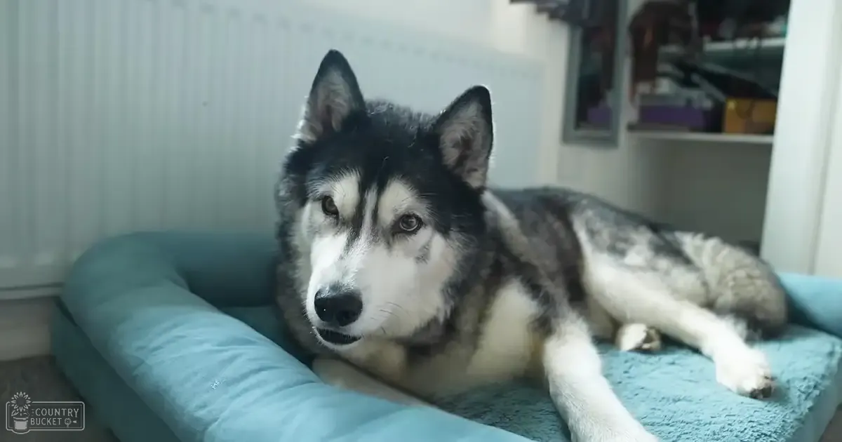 A husky with black and white fur lies on a light blue cushioned bed indoors, surrounded by personal items.