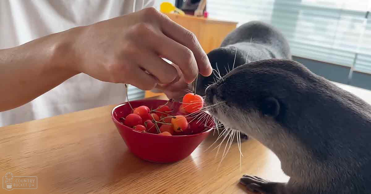 An adult otter with dark fur and white whiskers stands near a red bowl filled with small fruits in an indoor setting, possibly a home environment with natural light filtering through blinds.