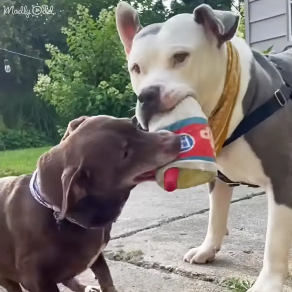 Two dogs interacting with a red and blue cup in an outdoor residential setting during spring or summer.