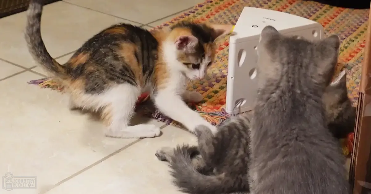 Two kittens, one calico and one gray tabby, interact on patterned rug in indoor home setting.