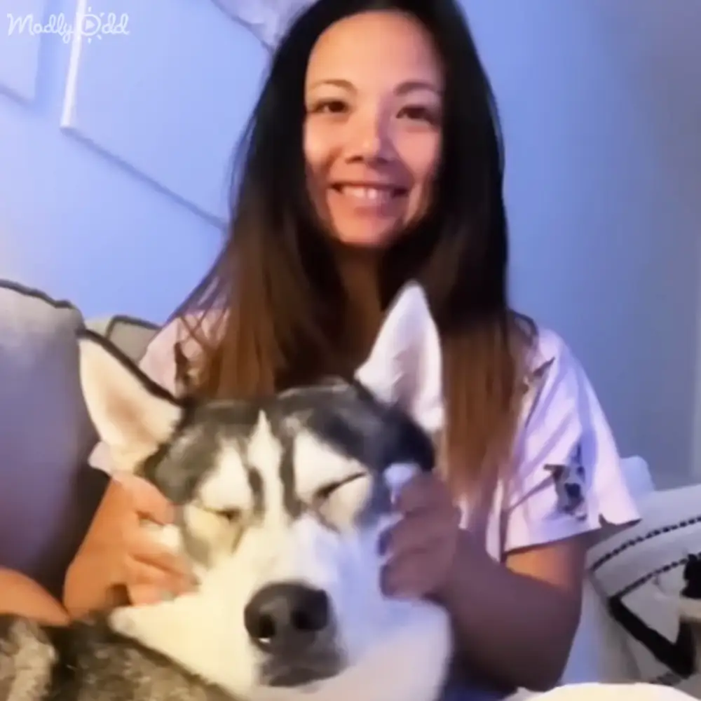 A young adult female wearing a casual, modern white shirt sits indoors with her black and white husky. The setting appears to be a living room with light blue walls.