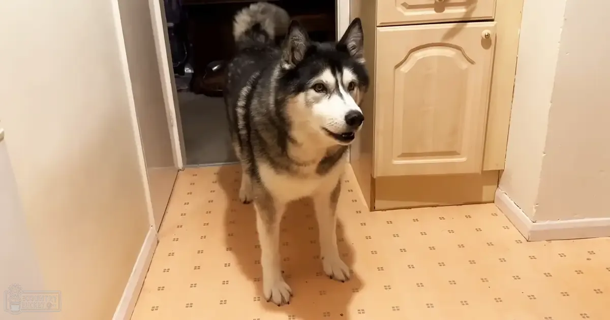 A husky with a black, white, and gray coat indoors in a home setting during daytime or early evening with artificial lighting.
