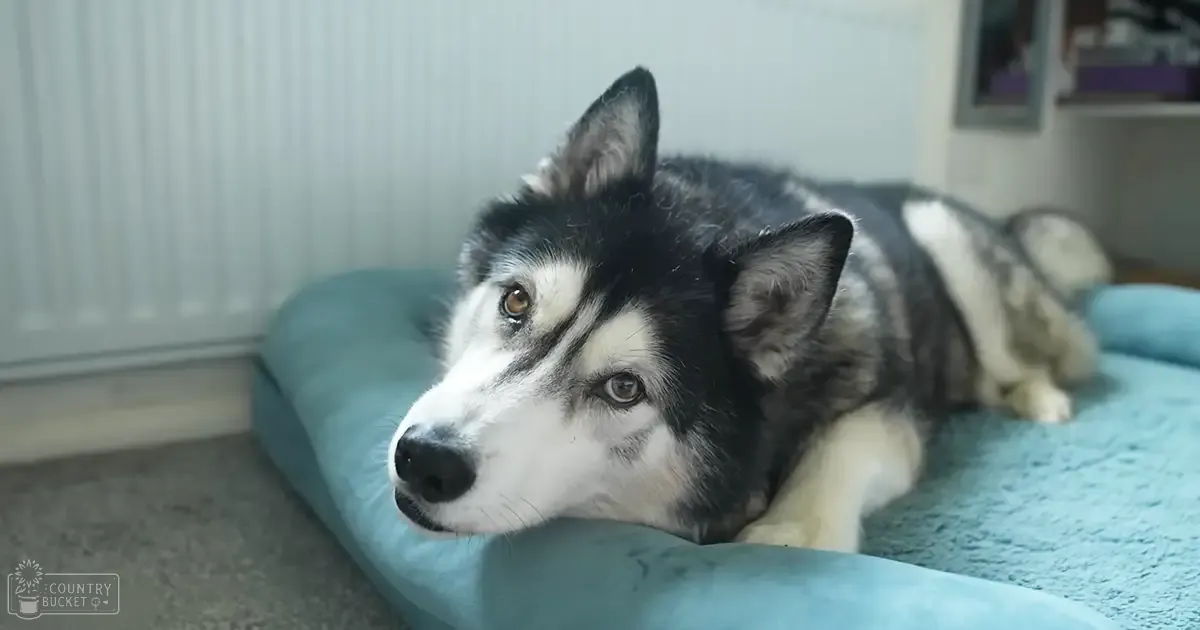 A husky dog resting on a teal-colored pet bed indoors with neutral lighting.