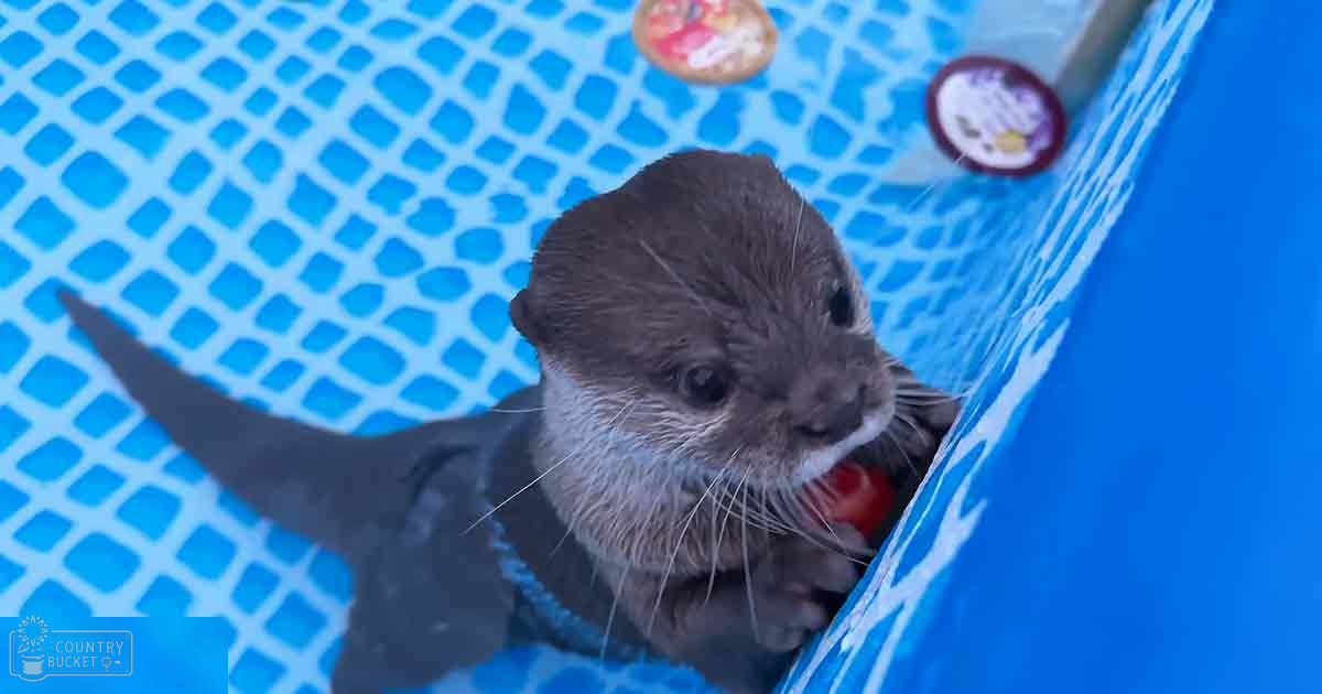 A juvenile otter with a grayish-brown coat and white facial markings, holding something red in its mouth in an outdoor swimming pool environment on a bright summer day.