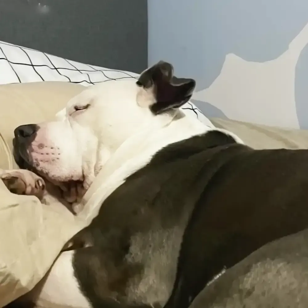 An American Bulldog with white facial markings sleeps peacefully indoors, resting on a grid-patterned pillow under beige bedding. The scene is softly lit, suggesting evening or night.