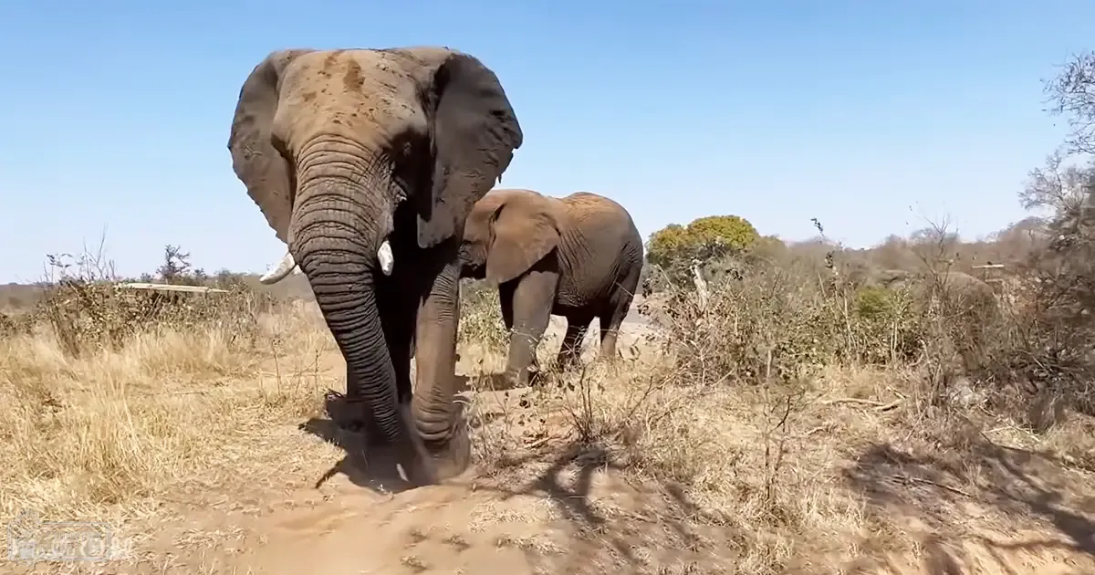 Two African elephants in a savanna with dry grass and clear blue skies.