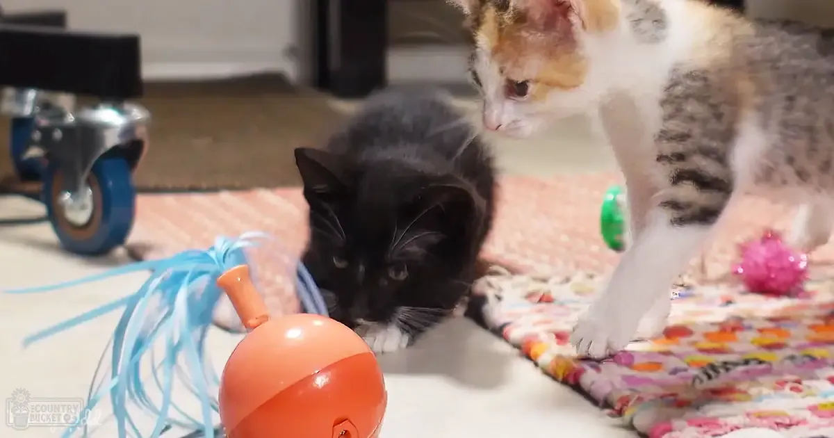 Two kittens: one black with white paws and chest, another calico (orange, white, and gray) with tabby markings, resting on a colorful blanket in an indoor home setting.