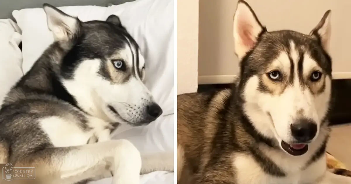 A husky with heterochromia in a home setting during daytime or early evening with soft lighting.