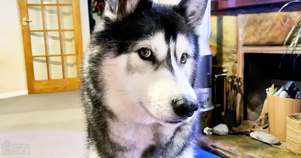 A husky with black and white fur in a home setting, artificial lighting suggesting evening or night.