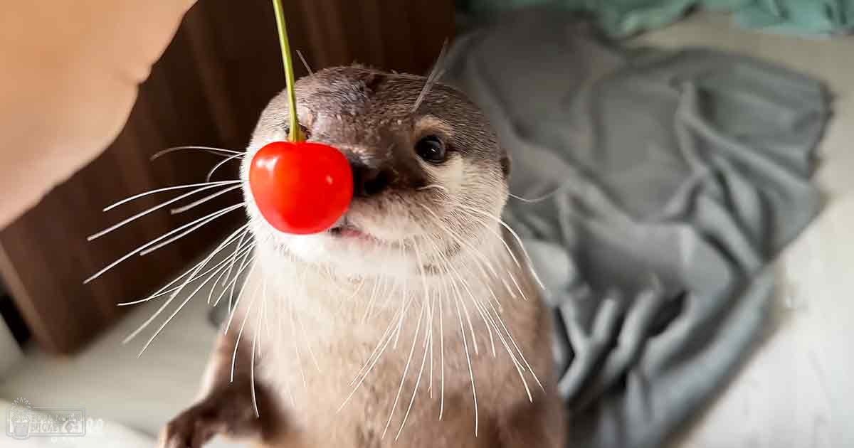 An adult otter with a light brown coat, white markings around its mouth and chest area, and a red cherry on its nose in an indoor setting with soft lighting.