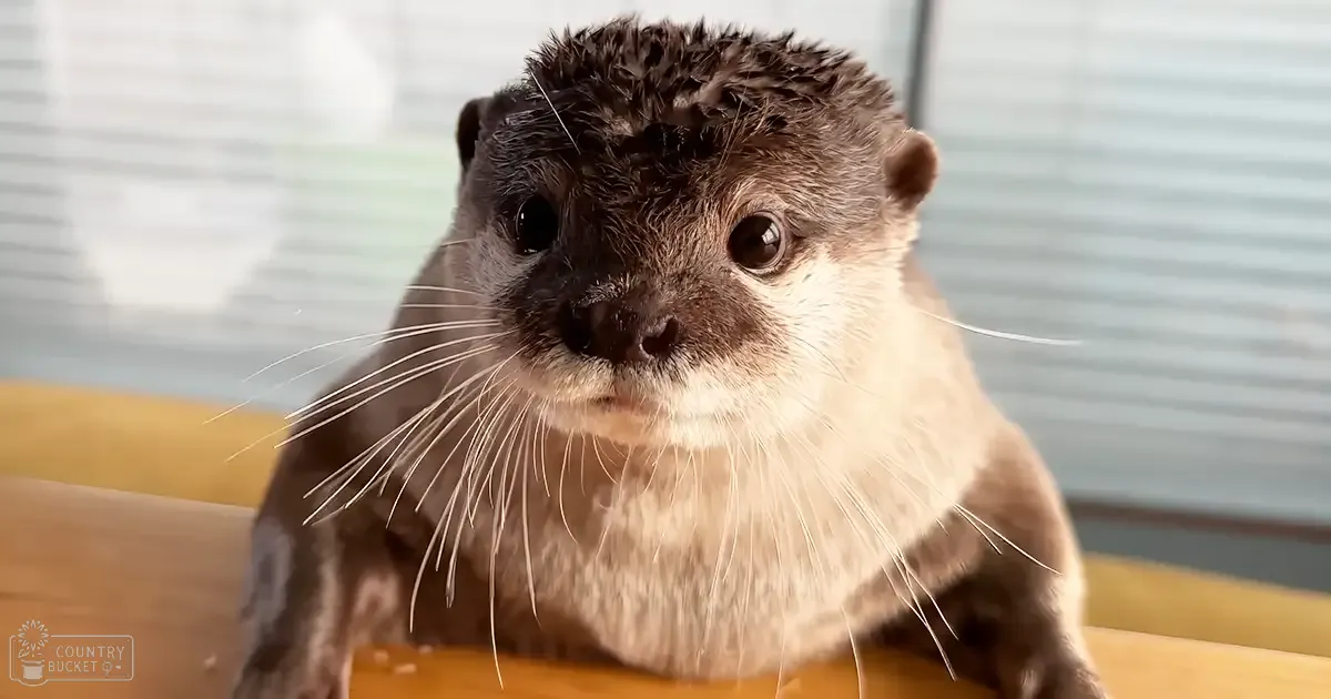 An adult otter with dark brown head and lighter body fur in an indoor setting near a window, partially lit by natural light.