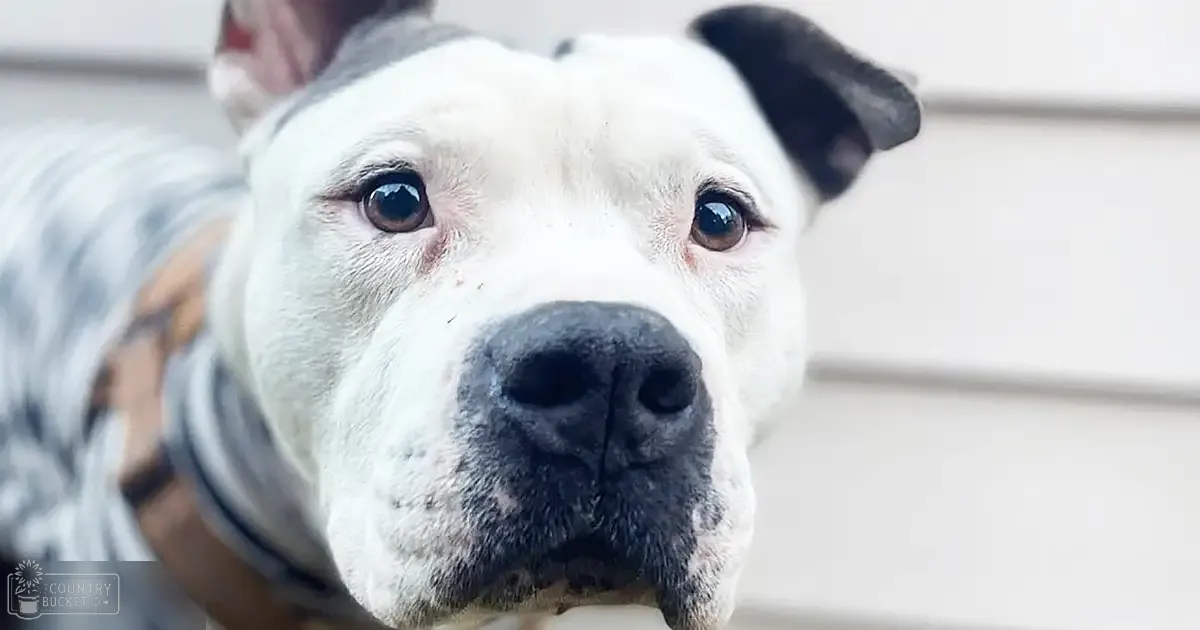 A dog with white fur and black markings around its nose and ears, standing outdoors near a light-colored wall, possibly an American Bulldog breed.