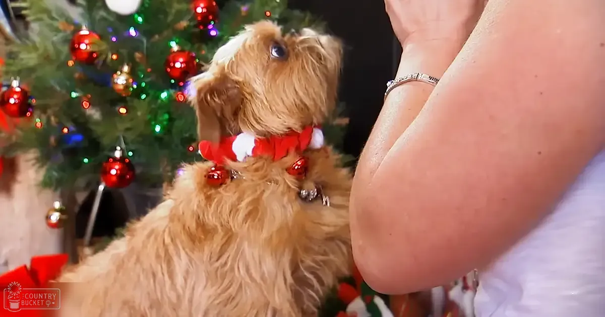 A Yorkshire Terrier stands in front of a decorated Christmas tree, wearing a white garment with an adult female bracelet on her wrist. The setting is indoors, likely during winter.