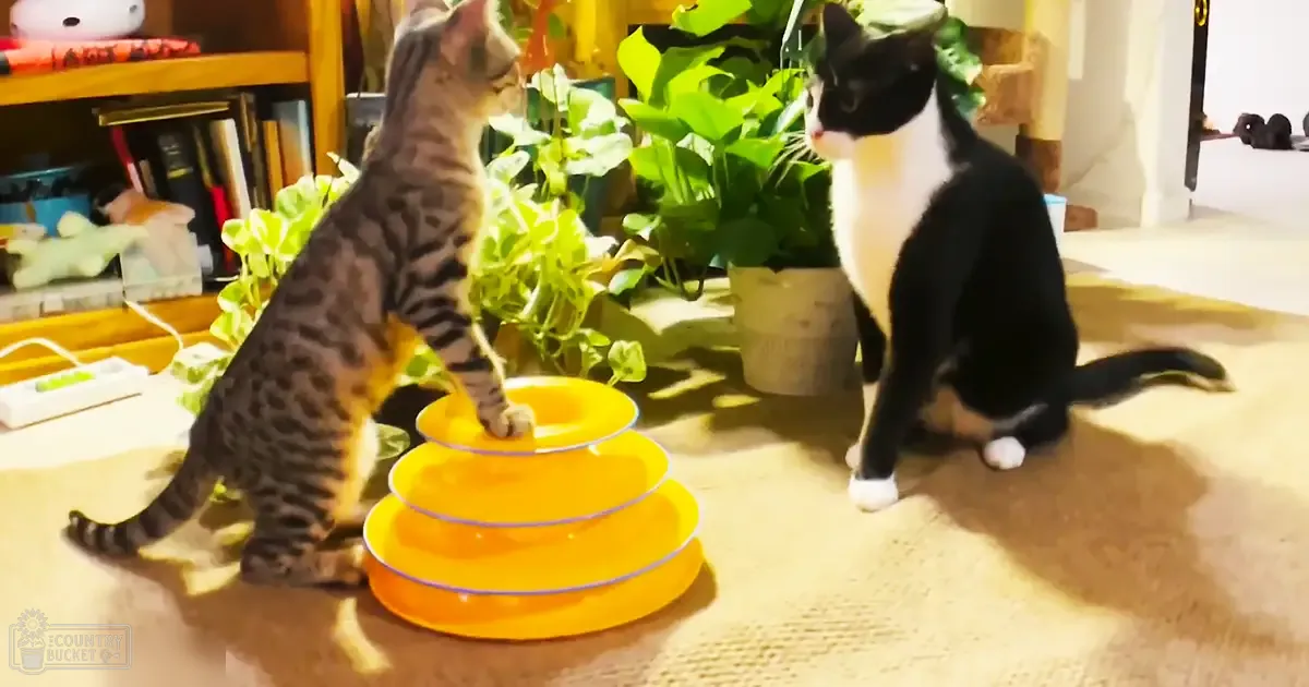 Two domestic shorthair cats with tabby and black-and-white markings sit indoors among yellow plastic rings, potted plants, a wooden shelf, and natural sunlight streaming through windows.