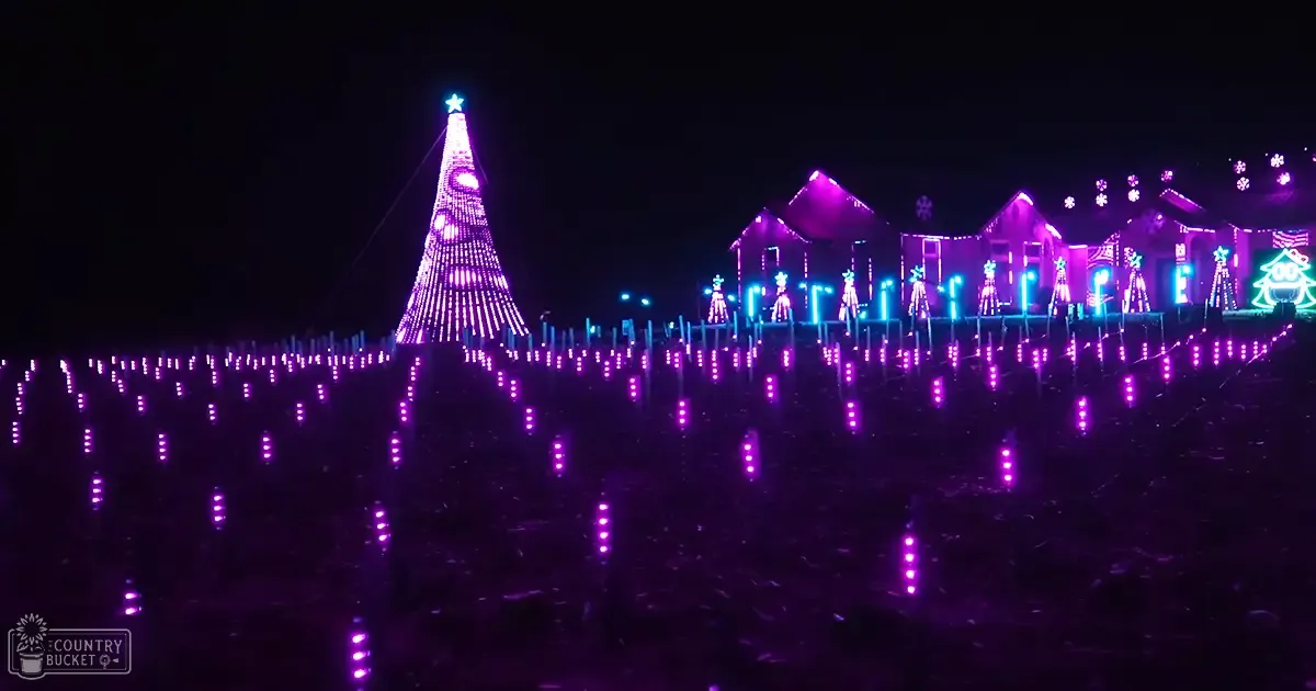 A festive outdoor scene with a large Christmas tree adorned with purple lights and a star, surrounded by smaller rows of lights and decorated houses in the background.