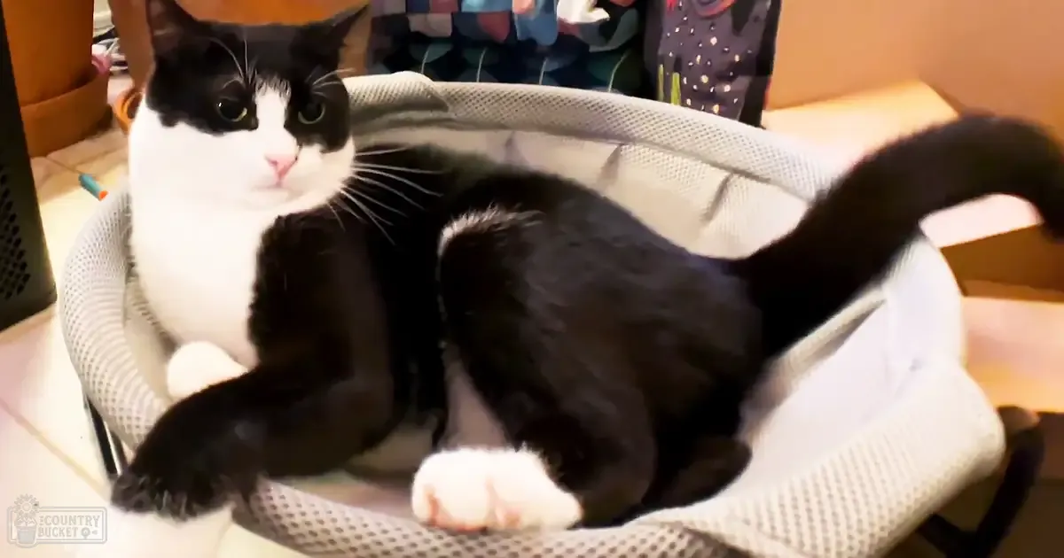 A black-and-white cat with distinct markings rests on a white mesh pet bed indoors.