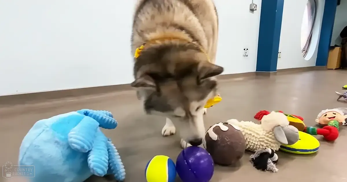 A husky or similar breed dog with gray and white fur plays among toys in an indoor play area.