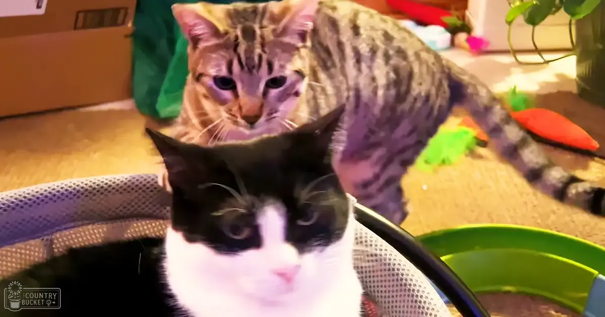 Two cats, one black-and-white with white markings on chest and face, another tabby cat with brown, black, and orange stripes, in a home setting with toys scattered around. Green pet carrier or playpen is prominent.