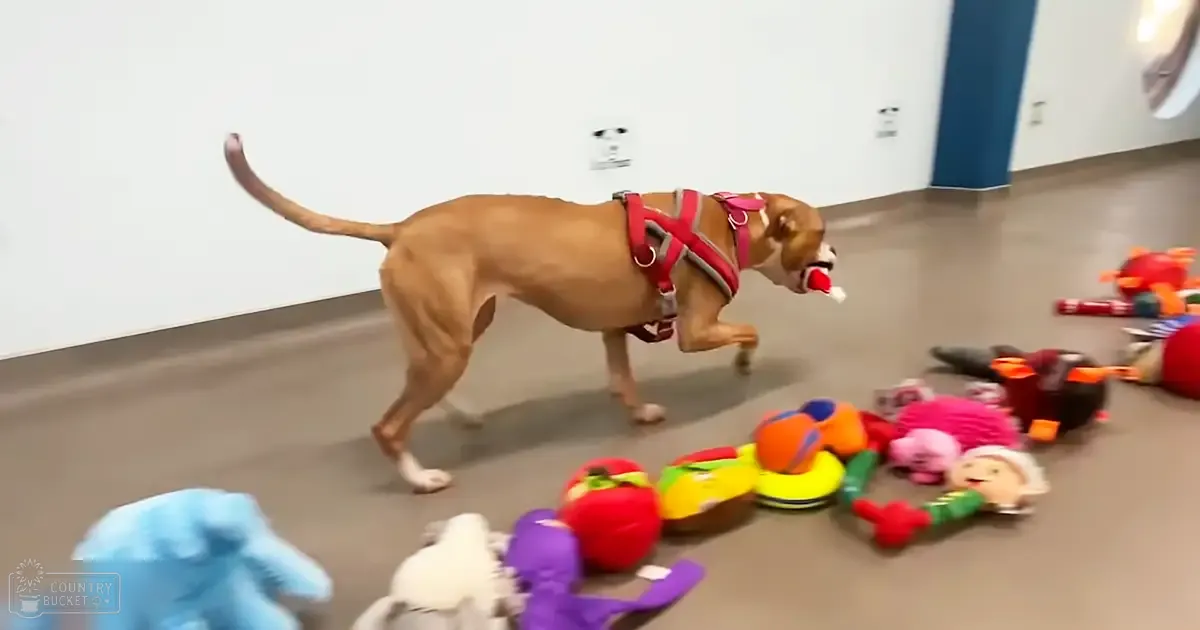 Indoor scene with light brown dog wearing a red harness amidst scattered toys on the floor. Plain walls and flooring suggest daytime or early evening lighting.