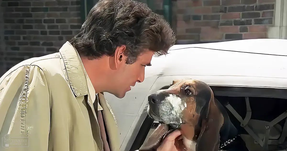 An adult male interacts with a Basset Hound dog, both in an urban setting with a brick wall and a white vehicle visible behind the dog. The environment is daytime with soft lighting.