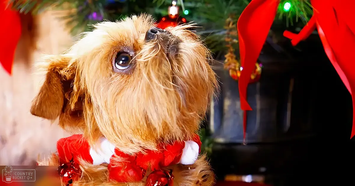 A small light brown Brussels Griffon or similar terrier mix with white markings, dressed in festive attire indoors during Christmas season.