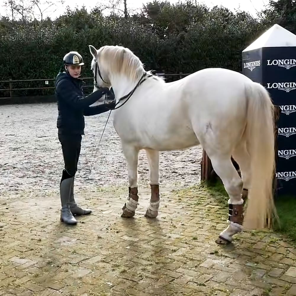 A white horse stands in an outdoor riding arena with autumn or winter trees and overcast skies. A young adult female rider, wearing a dark blue jacket, black pants, gray riding boots, and a black helmet, is present.