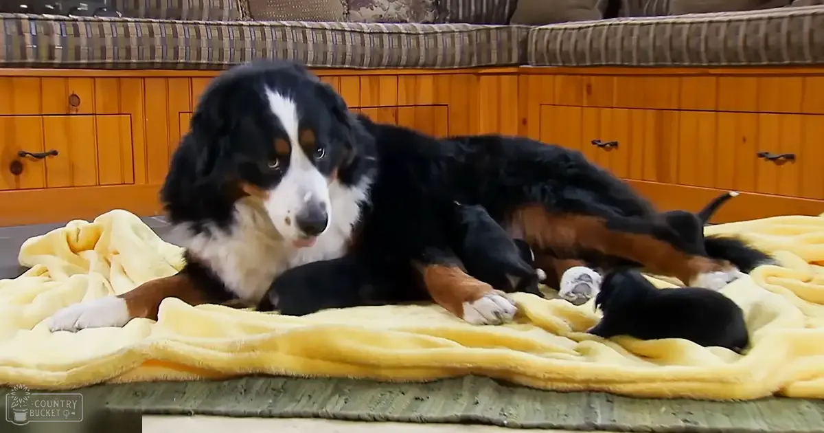 A Bernese Mountain Dog with black, white, and rust-colored markings lies on a yellow blanket in an indoor living room setting.