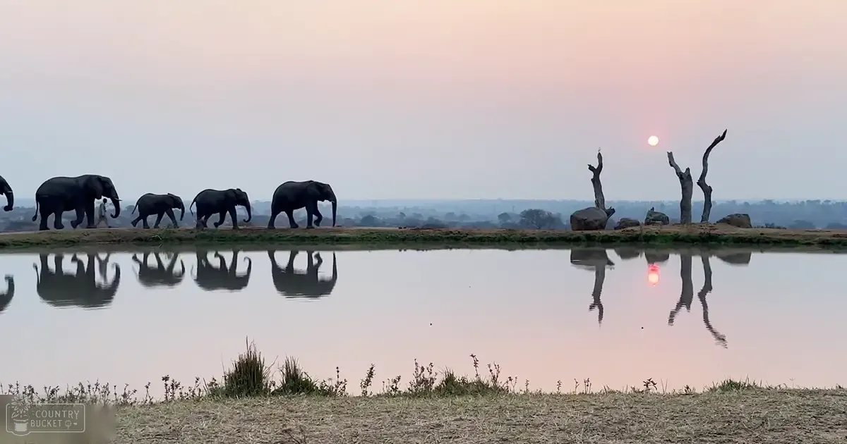 A herd of adult elephants in an African savanna, with warm tones at sunrise or sunset casting long shadows over dry grassland and a water body.