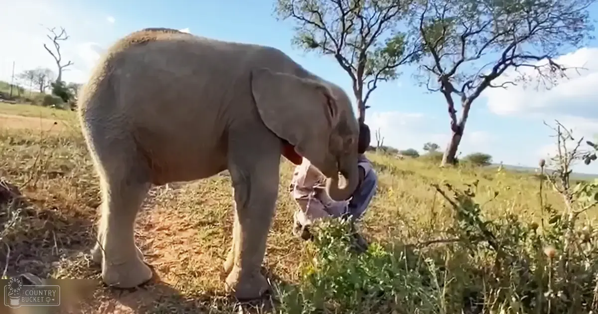A young elephant stands on a grassy savanna under clear daylight with scattered trees around.