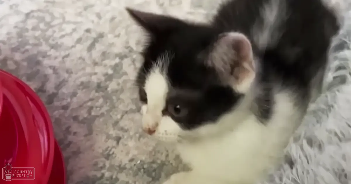 A black-and-white kitten with distinct markings indoors near a red plastic object on patterned carpet during daytime.