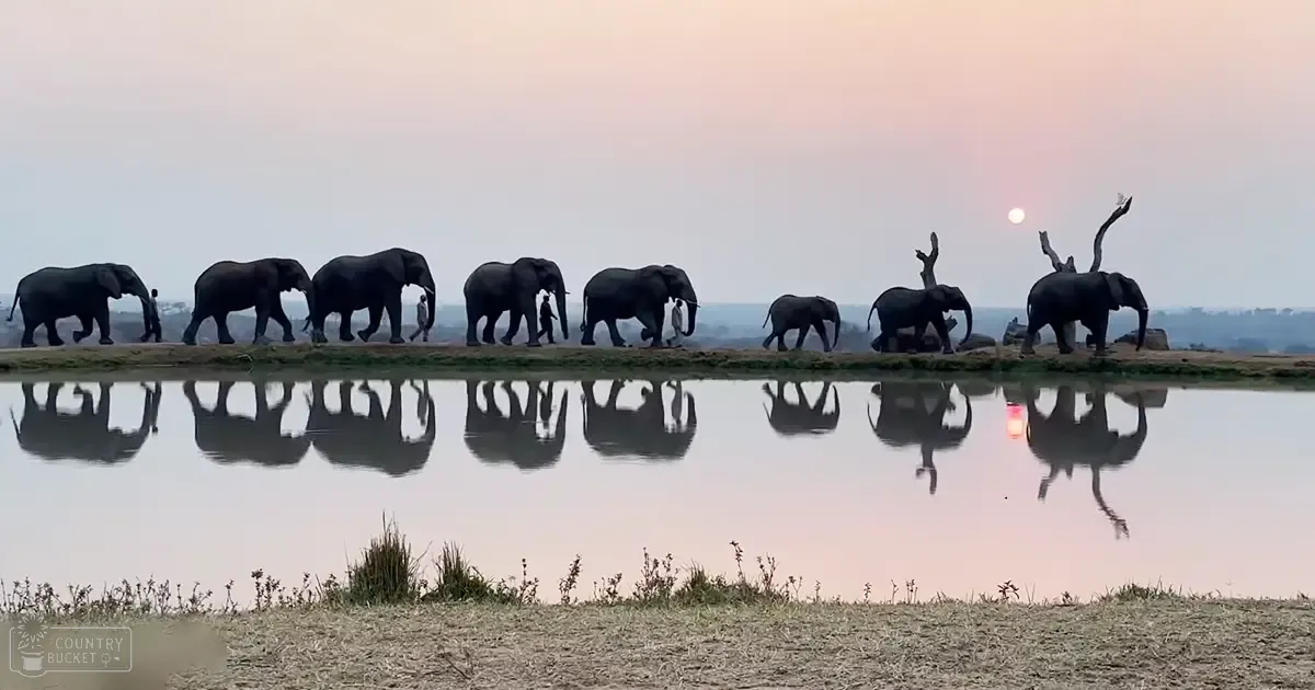 A herd of African elephants at a watering hole during sunset with dry grass and an expansive view under soft pink and orange skies.