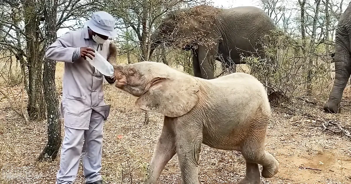 A baby elephant being bottle-fed by an adult male in a natural savanna setting with sparse foliage, likely late summer or early fall.