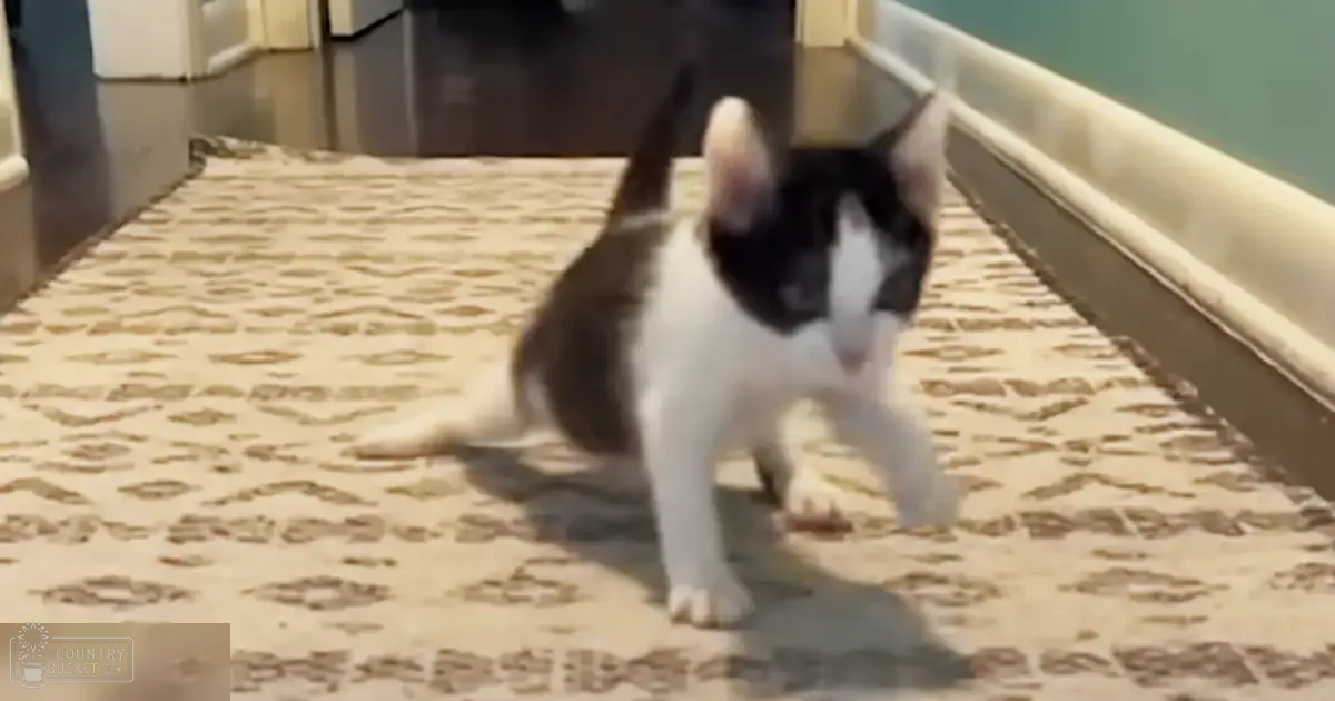 A black-and-white adult cat with distinct markings sits indoors, surrounded by a patterned carpet and part of what looks like a kitchen or dining area.