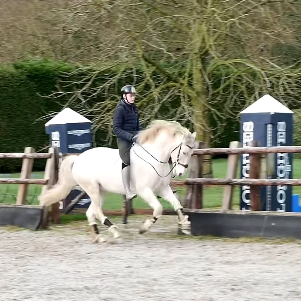 A white horseback rider in an outdoor riding arena surrounded by trees without leaves, suggesting late autumn or winter; the rider wears a dark blue equestrian jacket and black helmet, while the horse has some light brown markings around its mane and tail.