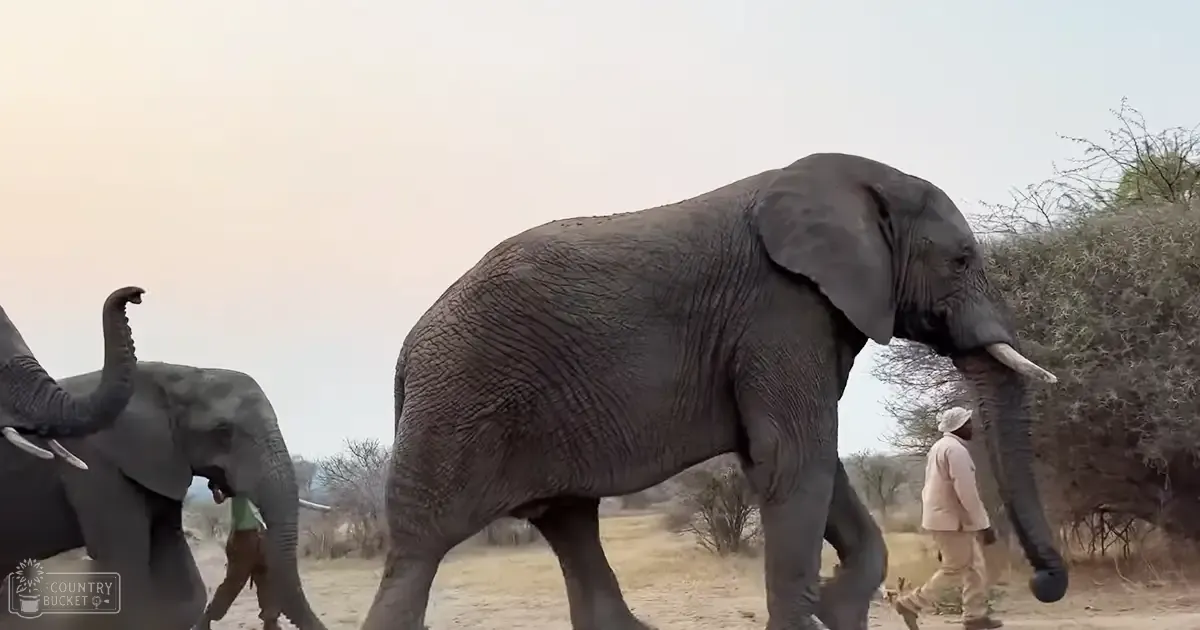 Two African elephants in a savanna landscape with sparse vegetation and dry grass at sunrise or sunset.