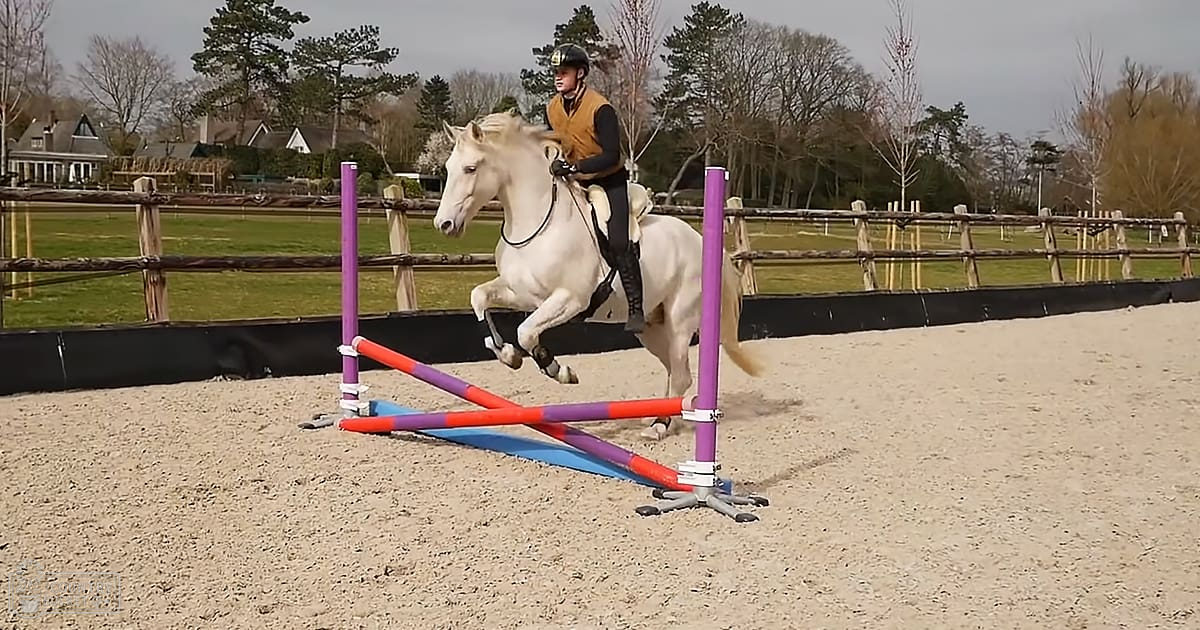 A horse with a white coat leaps over an obstacle in an outdoor riding arena, enclosed by wooden fencing under an overcast sky.