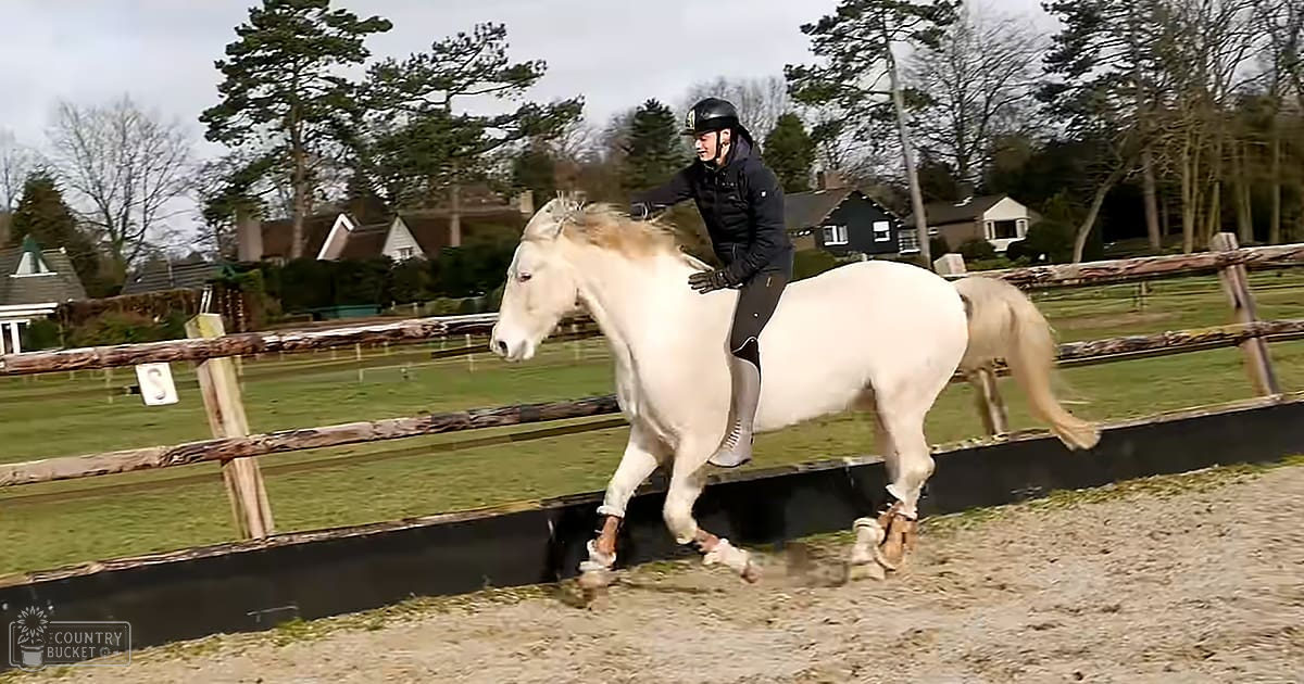 A young adult female rider on horseback in an outdoor equestrian arena surrounded by a wooden fence and houses, set against bare trees indicating late autumn or early spring with overcast lighting.