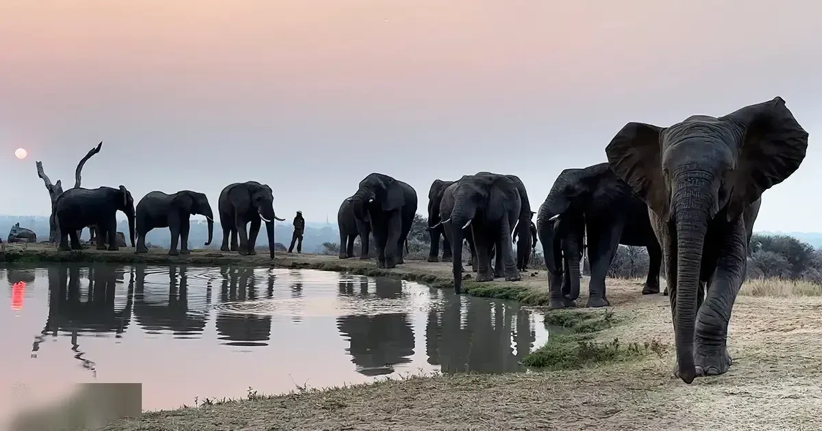 Adult elephants at a watering hole in an African savanna, with muted earth tones and long shadows suggesting early morning or late evening light.