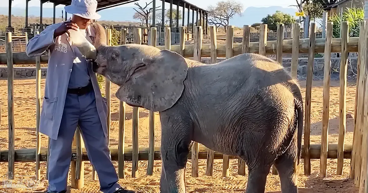 A juvenile elephant in a zoo or wildlife sanctuary enclosure surrounded by a wooden fence and sandy ground with trees and hills under clear skies on a sunny day during spring or summer.