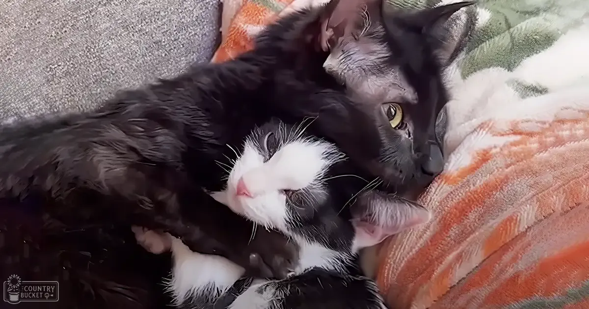 Two kittens with black and white fur patterns, possibly a tuxedo cat, and one white kitten with black markings. The setting appears to be indoors, likely in a living room or bedroom.