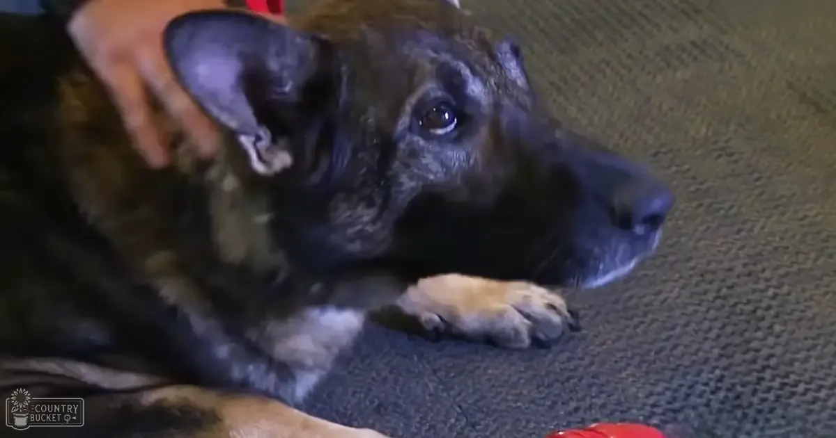 A brindle-coated German Shepherd dog lying down indoors, with dark brown and black fur on its body and lighter patches on paws and chest, carpeted floor visible beneath it.
