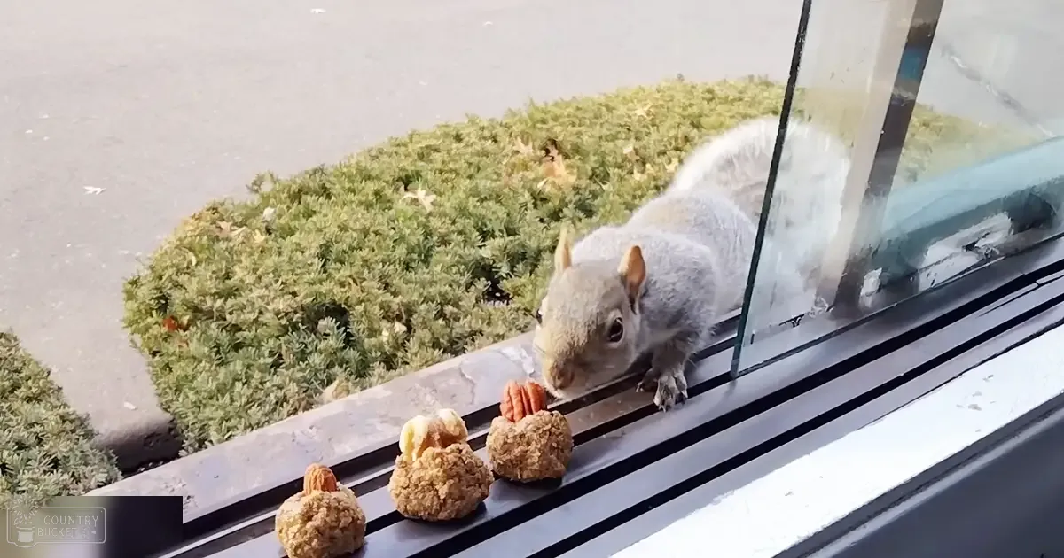 Gray-furred squirrel with white underbelly near a glass window, surrounded by greenery and nuts on a bright day.