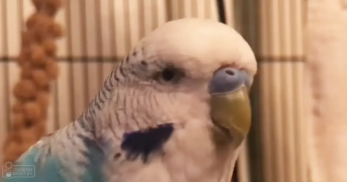 A parakeet with a white head, light blue wings, dark chest markings, yellow beak, and black tips on its eyes perched indoors against a wooden structure with vertical slats.