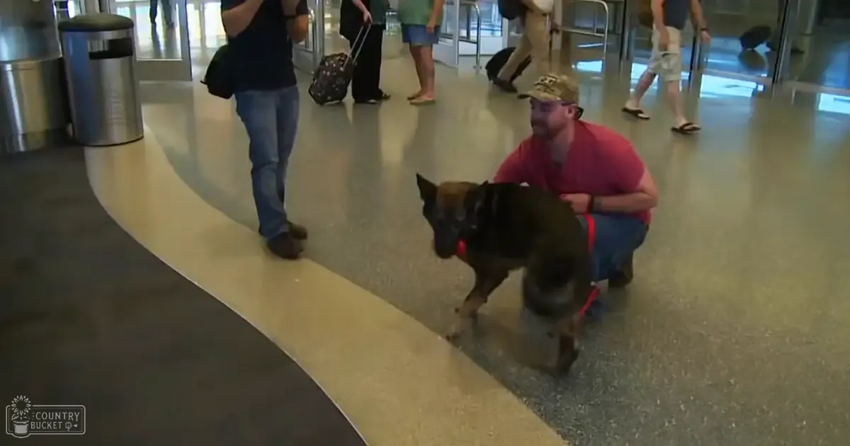 An adult German Shepherd with black coat and tan markings stands in an airport terminal, surrounded by travelers and typical airport elements like a trash can and revolving door.