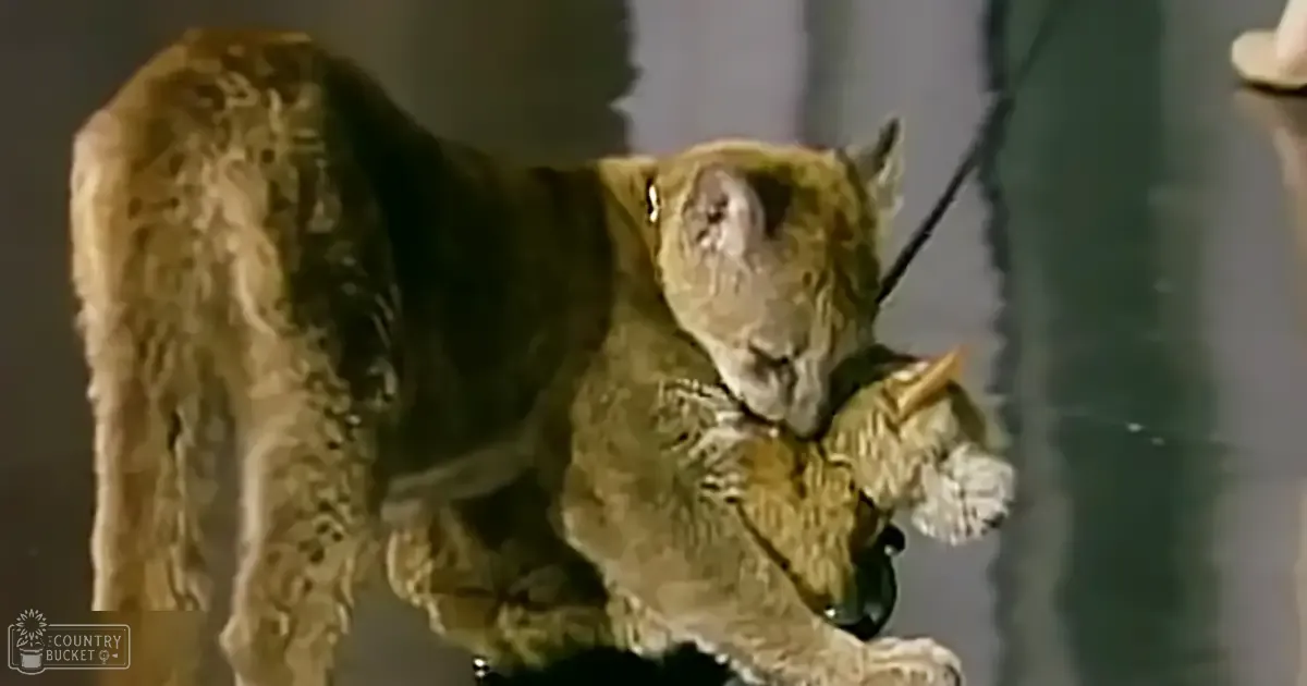 An adult cat with golden coat and white markings on face and paws in an indoor setting, possibly a room with neutral-colored walls.